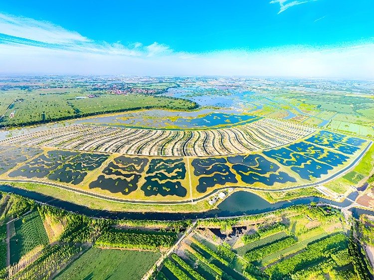 人工湿地水质提升及生物多样性恢复技术应用推广转化